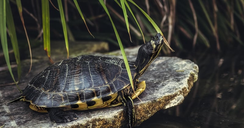 Secrets de pros : 10 astuces pour observer la faune sauvage en sortie nature